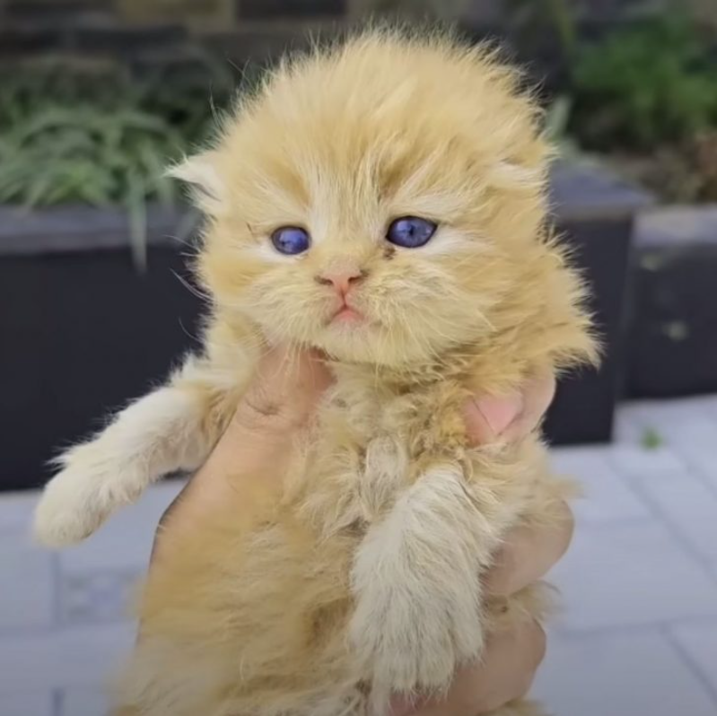 Team Was About To Reunite A Lost Kitten With Its Mom But Ends Up Rescuing Ten Precious Lives