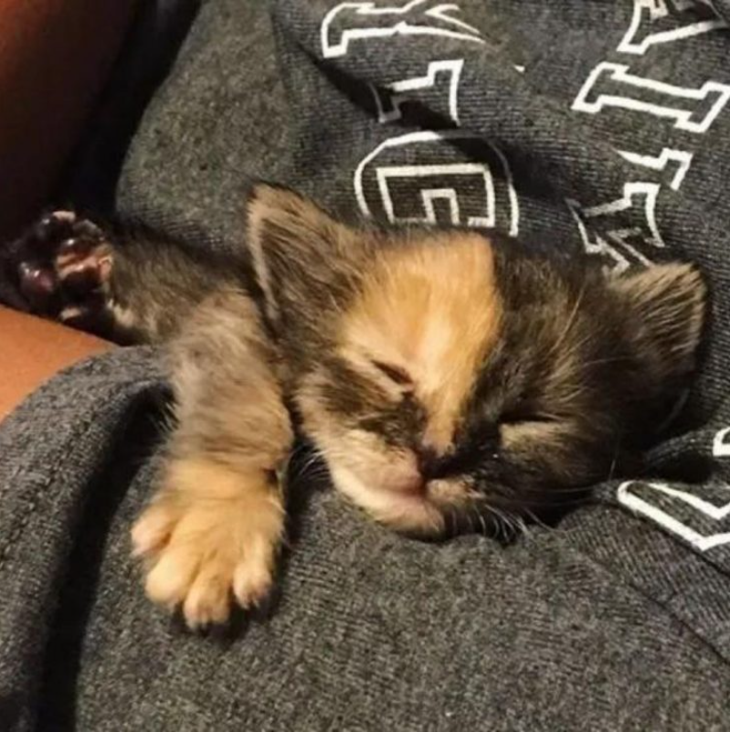 Tiny Rescued Kitten Doesn’t Want To Let Go Of Her Rescuers