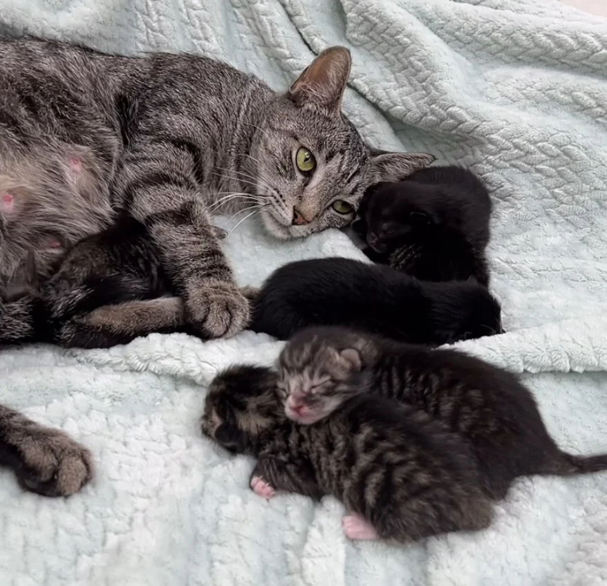 Found Outside in a Crate with a Handwritten Note, the Cat Brings Kittens Into the World Several Days Later