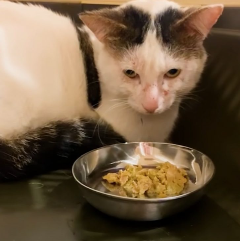 Aggressive Cat With No Front Legs Melts Upon Meeting A Tiny Kitten