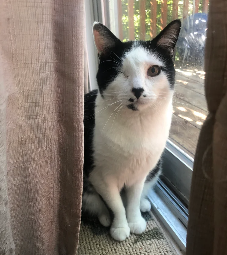 Family Discovers Daily Visitor of One-Eyed Cat: A Tiny Admirer