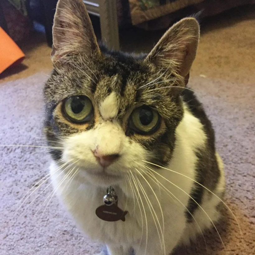 After spending years on the streets, a rescued cat with soulful eyes finds comfort in a woman’s arms and refuses to let go.