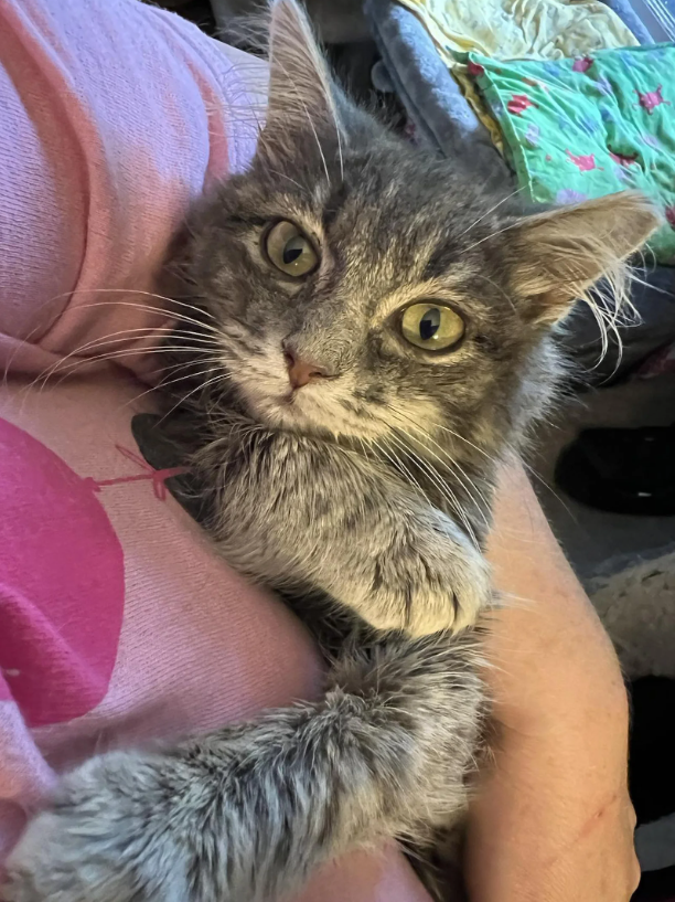 Kitten Appears Outside a House, гeⱱeаɩed to Be the Stepsister of a Recently Rescued Cat