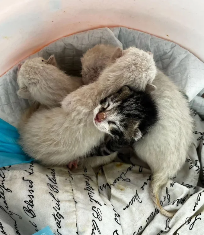 After arriving in a bucket as a bundled group, the kittens blossomed into the happiest cats