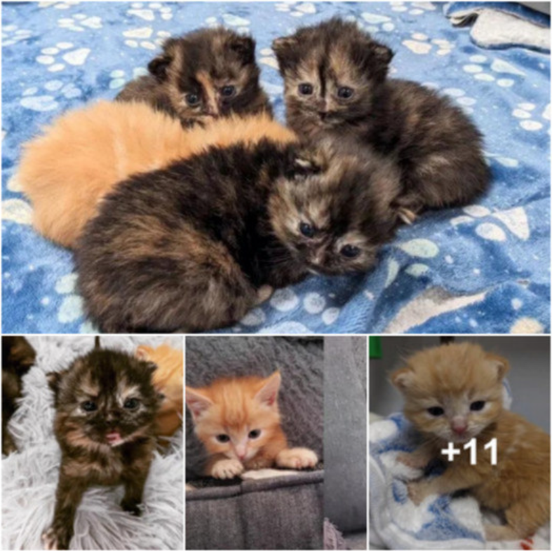 Tiny Lives Transformed: How Love Found a Home for Four Lost Kittens.