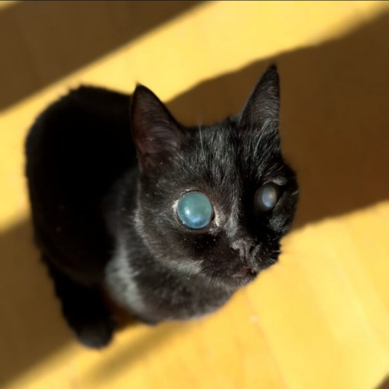 Blind Cat With A Rare Eye Condition Saved From Euthanasia At The Last Minute