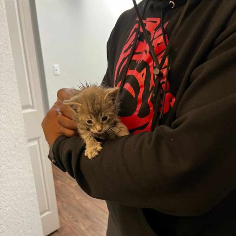 South Carolina Police Officer Discovers Kitten In Trash And Completely Transforms His Life