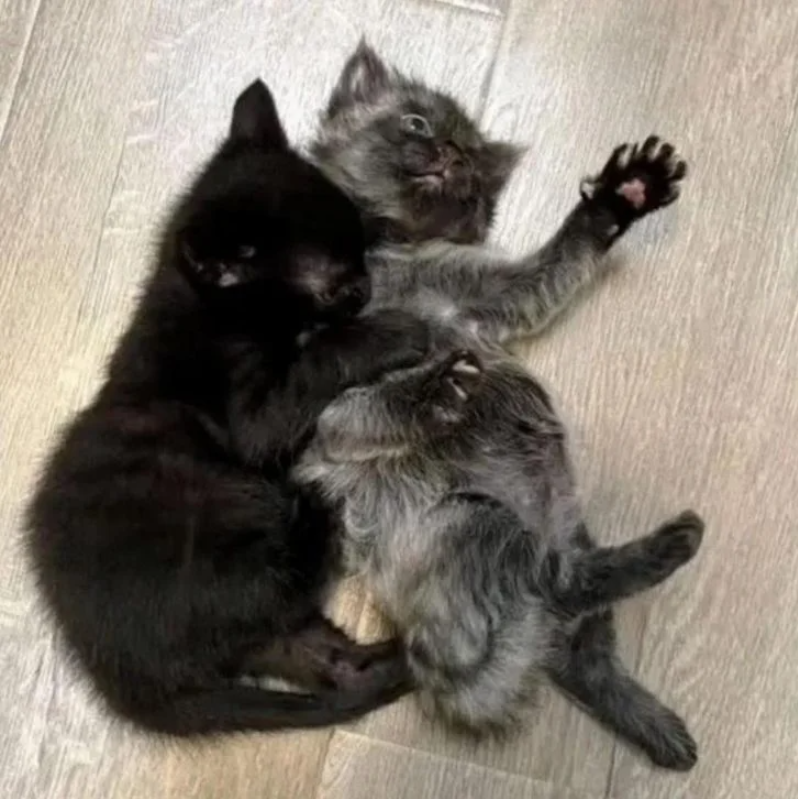 Cuddle to Survive: The Tale of Two Kitten Brothers and Their Unbreakable Bond