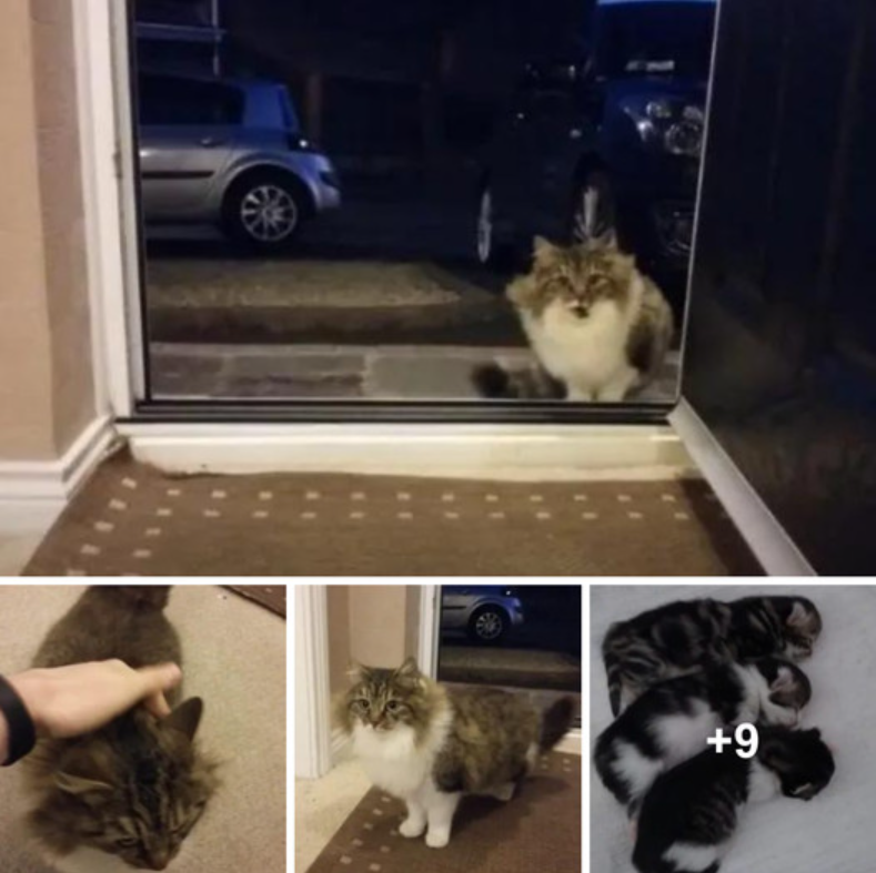 There Was a Very Good Reason for the Stray Cat to Follow and Beg to Be Let Inside.