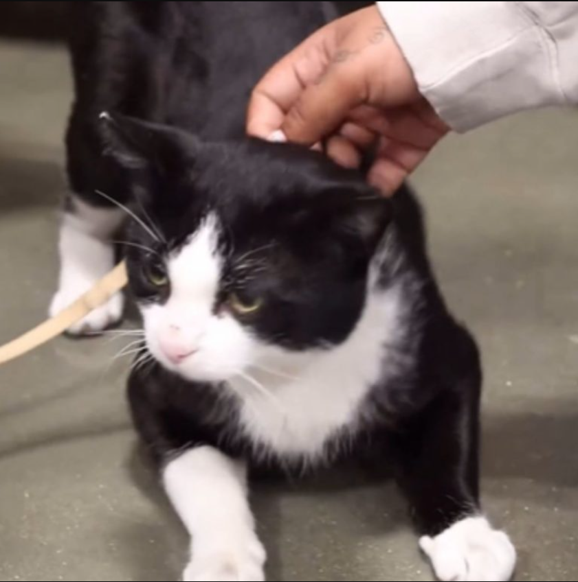 California Shelter Rescued A Talkative Cat But Finding Him A Forever Home Was Not Easy