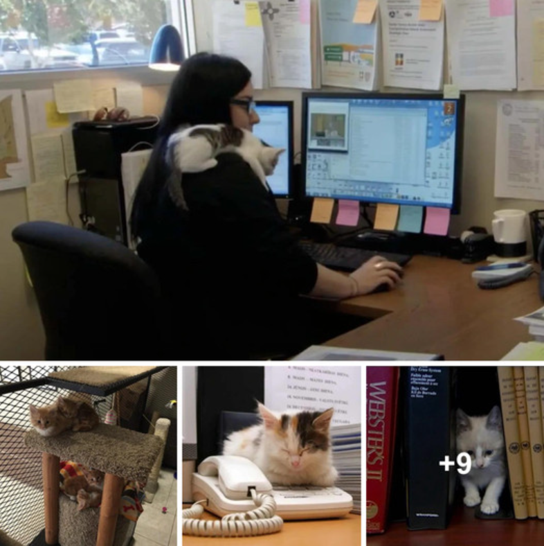 The office has a library of cats! Workers Can “Check Out” Kitties To Bring To Their Desks