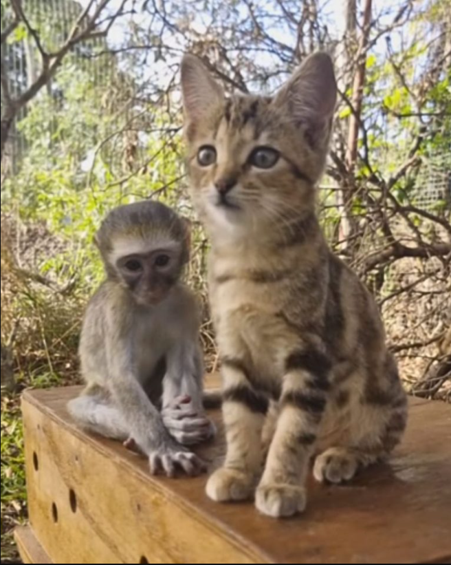 Marble The Rescue Kitten Provides Tender Care To An Orphaned Monkey In Need