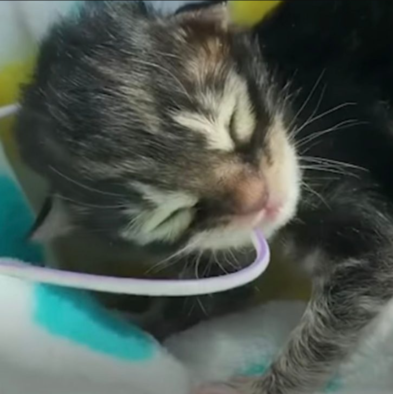 These Newborn Frozen Kittens Defied All Odds And Became The Feistiest Fur Balls