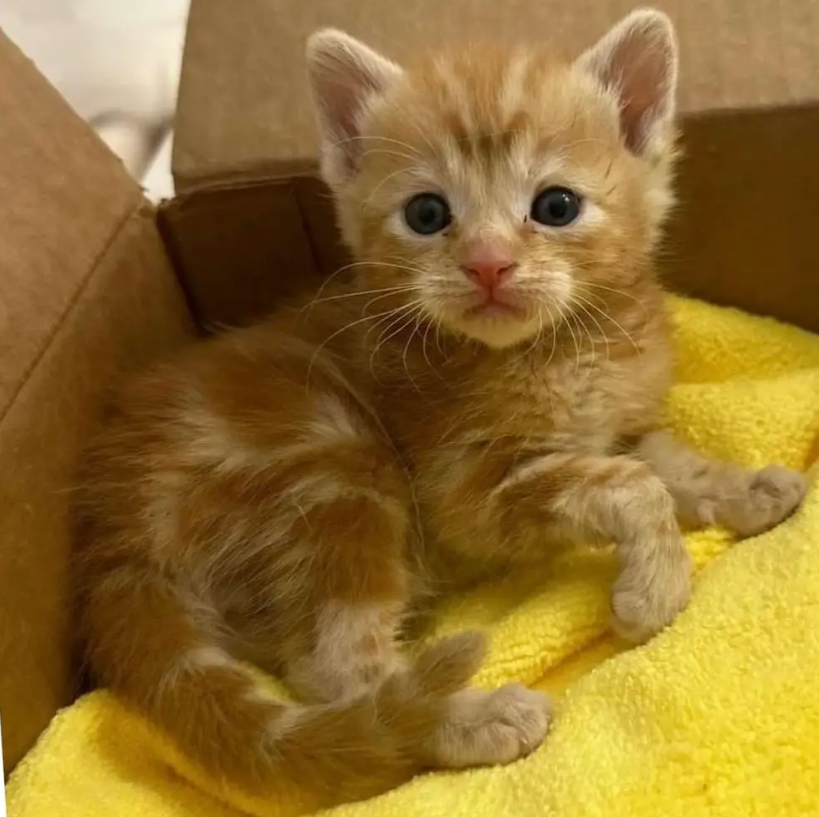 Kitten is So Small that He Wears a Guinea Pig Cone After Getting His Leg Fixed