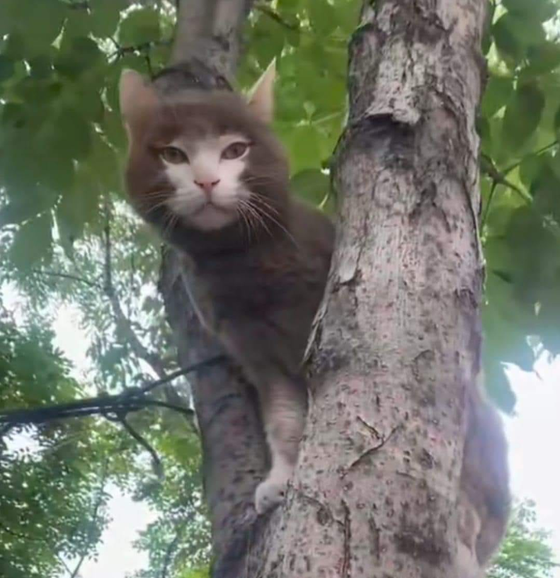 Tony and the Hopeful Rescue of Monkey Cat