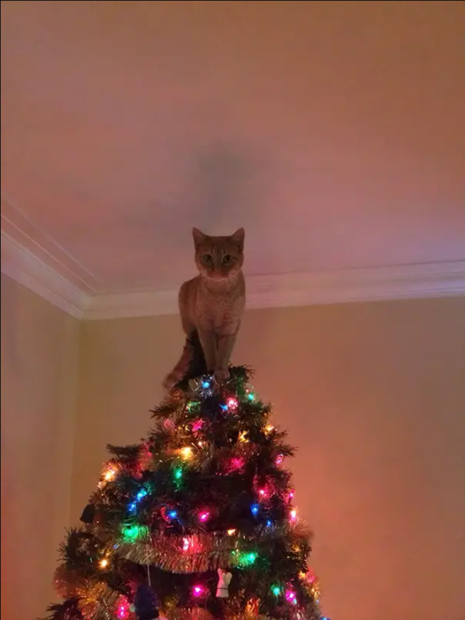 Mori, the Naughty Cat and the Christmas Tree.