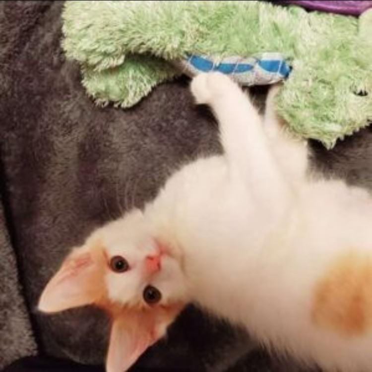 Tiny Kitten Takes His Dragon To The Vet To Feel More Courageous