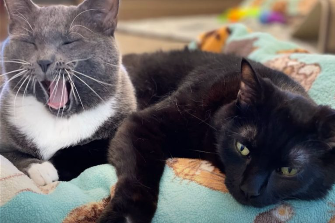 Two Paralyzed Cats Form A Lifelong Bond Seeking One Final Piece To Make Their Lives Complete