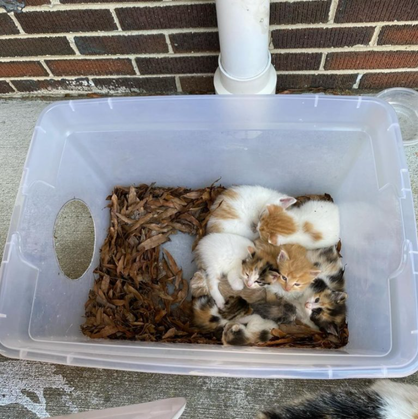 Rescuer Follows Friendly Stray To A Plastic Tub Full Of Kittens And Reveals Something Surprising