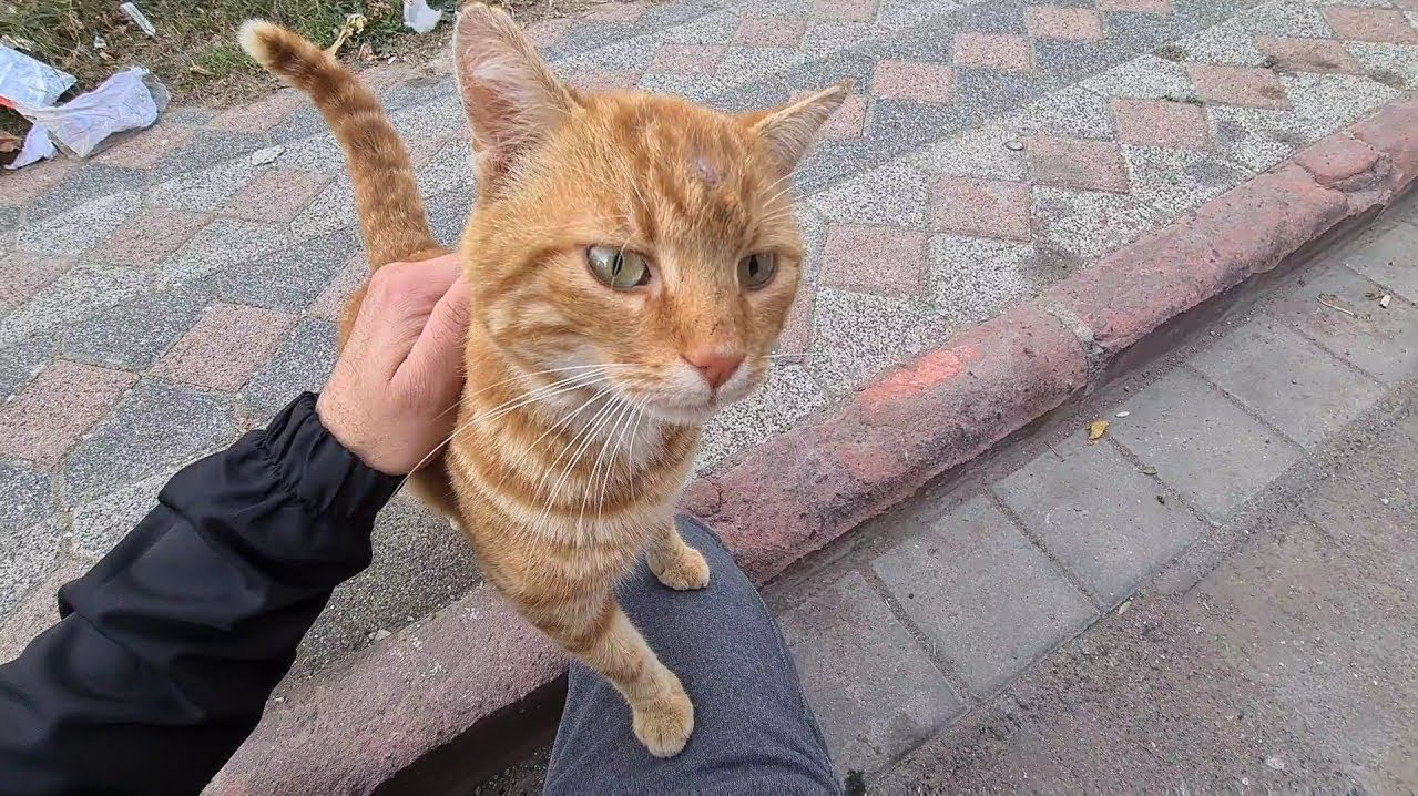 STRAY CAT SNEAKS INTO HOUSE TO ADOPT MAN WHO LIVES THERE