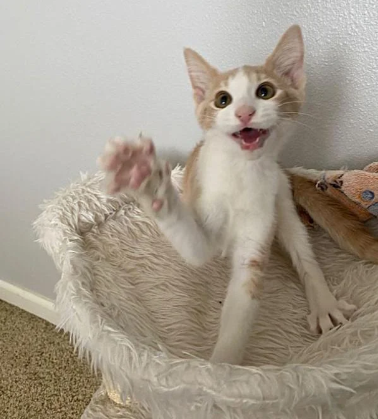 Determined to go home with her, the kitten with the happiest “smile” wobbles into the arms of a shelter employee.