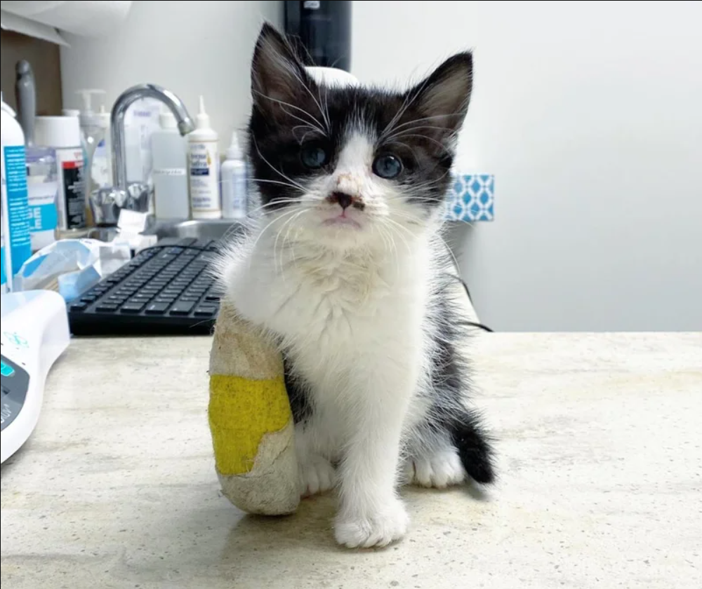 Stray Kitten Born with Club Foot Immediately Begins Running When He Gets the Help He Needs to Walk