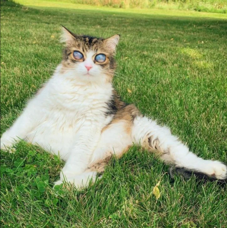 This Beautiful cat has eyes that look like the moon, which is why people call it “Alien Cat.”