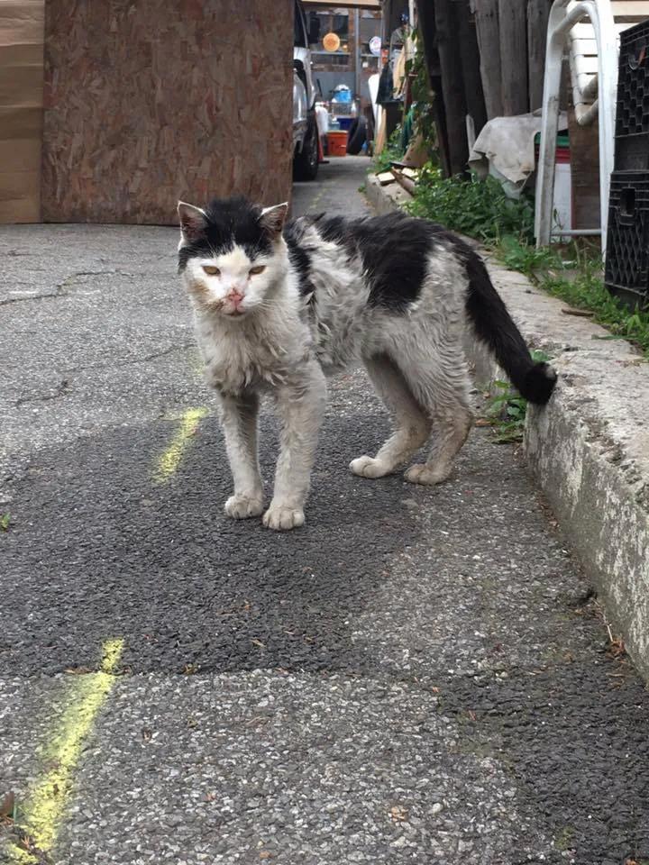 Desperate Plea: Petite and Emaciated Feline, Soiled and Struggling, Approaches a Woman, Begging for Help.