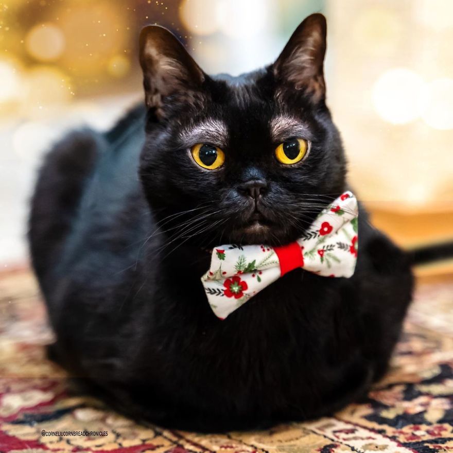 Meet Cornelius Cornbread, The Adorable Kitten With White Eyebrows (19 Pics)