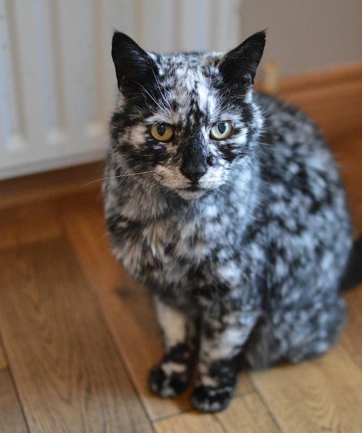 19-Year-Old Cat's Rare Skin Condition Changes Black Fur Into Brilliant  Marble Coat | Old cats, Cats, Beautiful cats