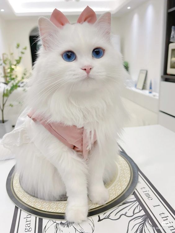 Discovering the Regal Charm of Ragdoll Cats.NgocChau