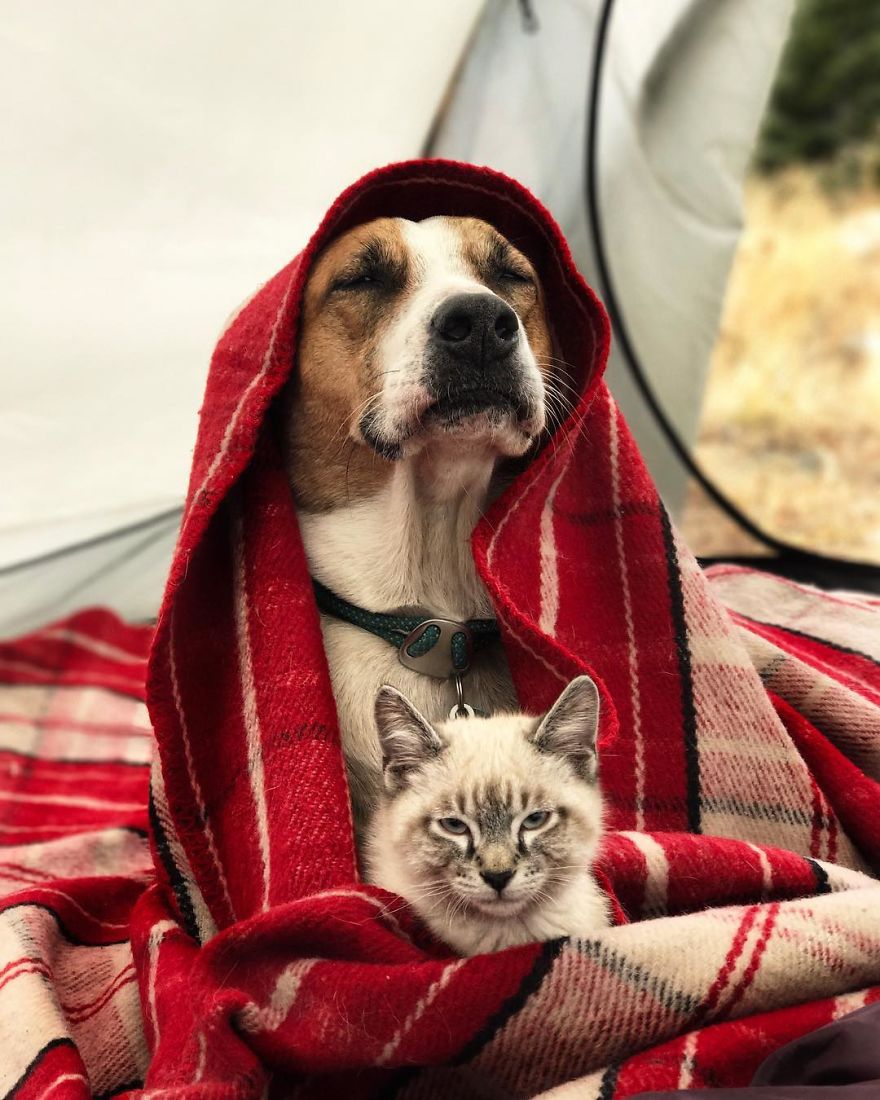 This Cat And Dog Love Travelling Together, And Their Pictures Are Absolutely Epic