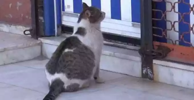 Pregnant Cat Arrives At Health Clinic In Turkey