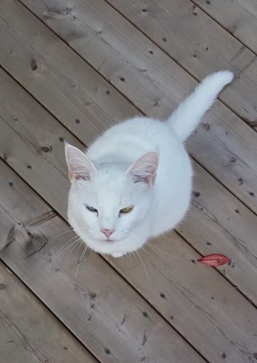 Cat Visits Neighbor Everyday For Food And Love