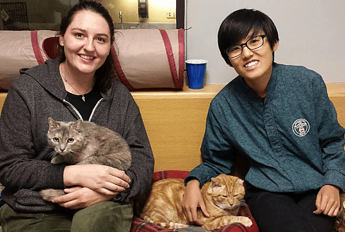 A Bizarre But Working Relationship Between Two Kittens With FIV Leads To Same Home Adoption