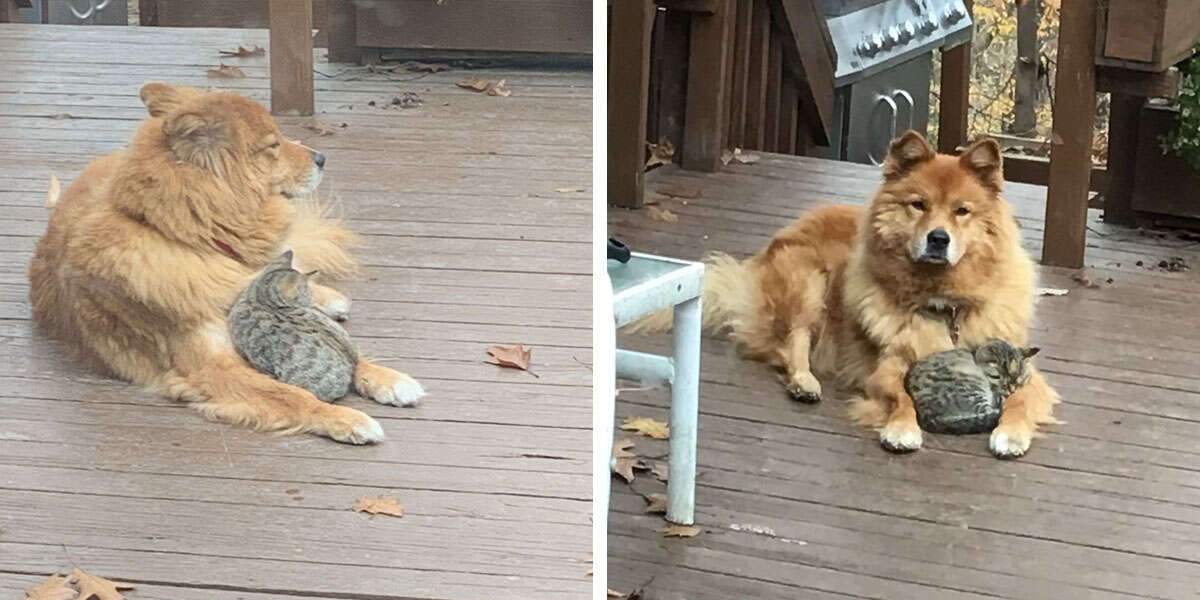 A Family Looks Out Their Home Window And Notices Their Dog Is Not Alone