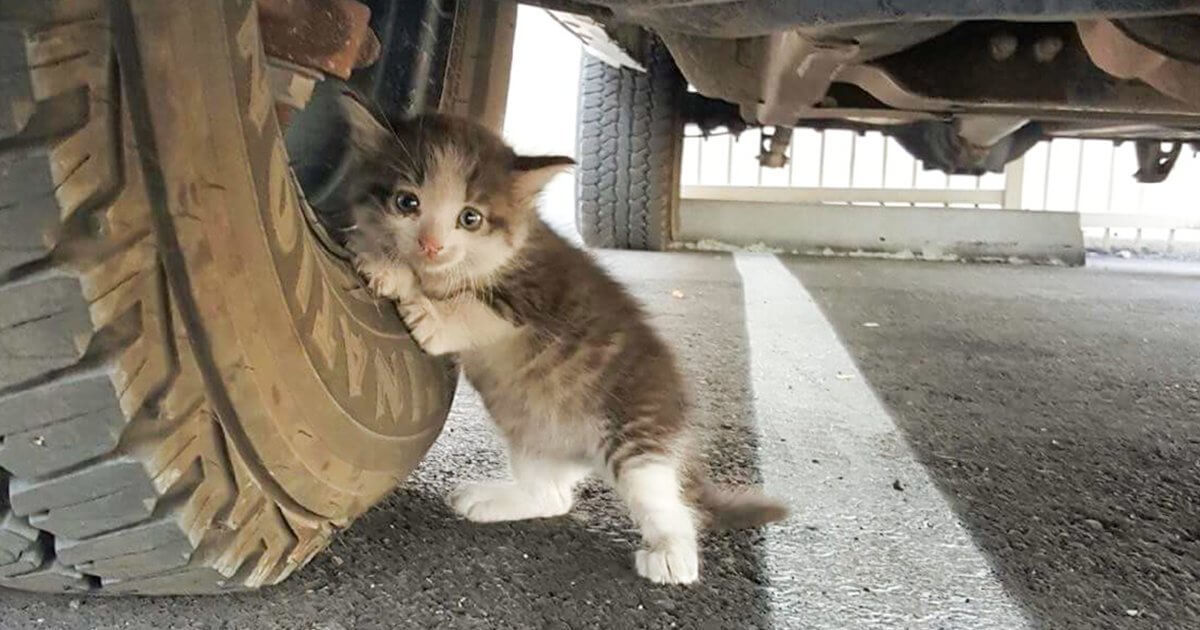 A Guy located a frightened Kitten under a truck and just couldn’t say no to her