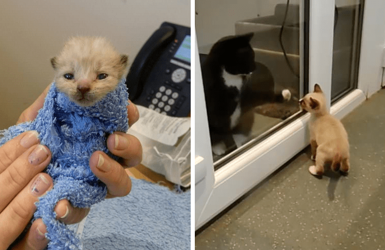 A Survivor Kitten Encourages Others to Keep Hope Alive