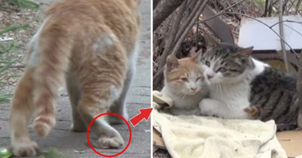 A normal cat brings friendship goal to the following level when he takes care and feeds his disabled best friend