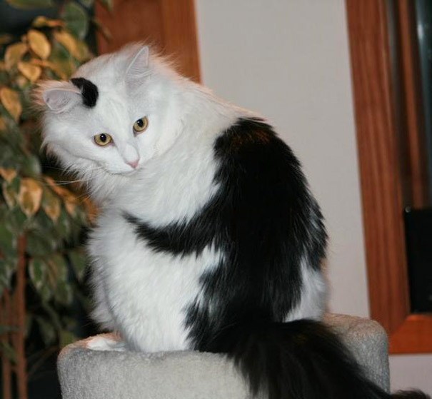 10 Cats That Got Famous For Their Awesome Fur Markings