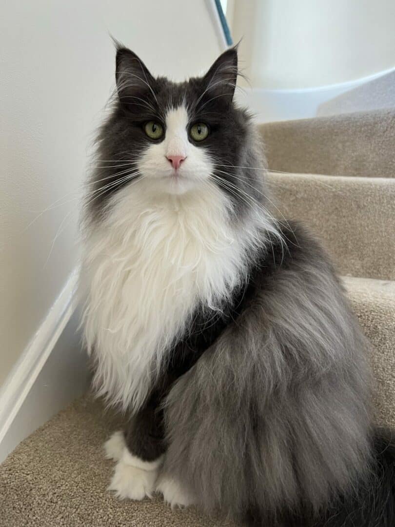 Norwegian Forest tuxedo cat