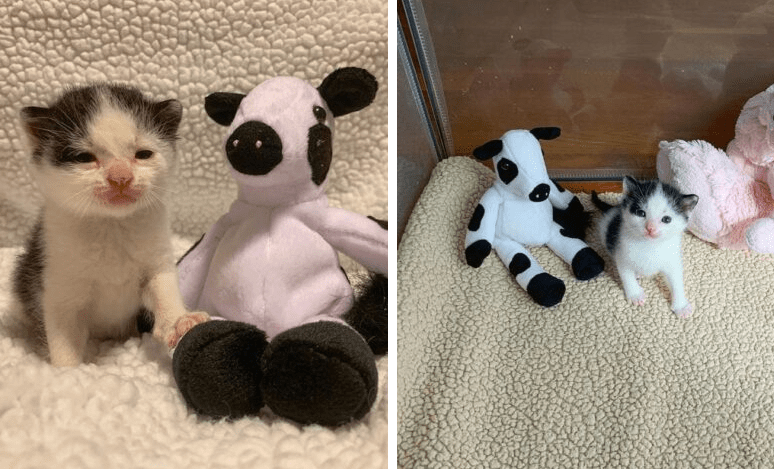 Adorable Cow Kitten Found At Construction Site Finally Finds His Forever Home