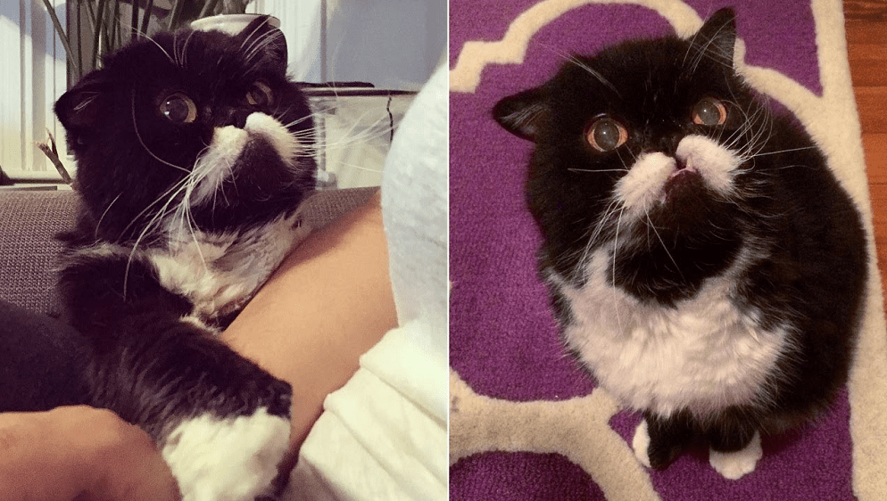 After Life Of Abuse And Neglect, Cat With Crazy Whiskers Finds A Home