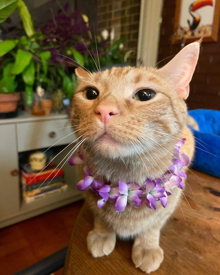 Meet Carrot, The Cat That's Gone Viral For Giving His Owners Anxiety