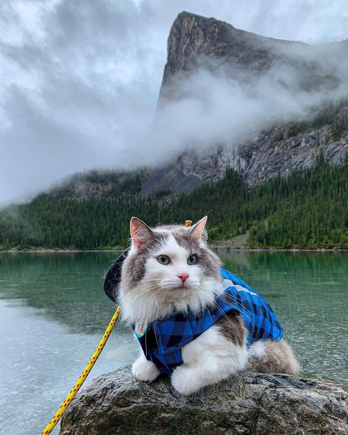 Gary The Adventure Cat