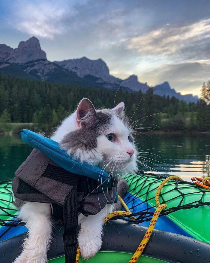 Gary The Adventure Cat