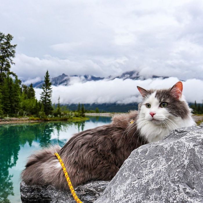 Gary The Adventure Cat