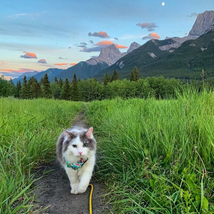 Gary The Adventure Cat