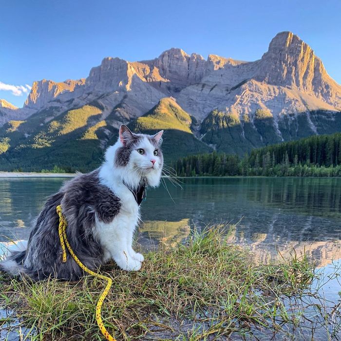 Gary The Adventure Cat