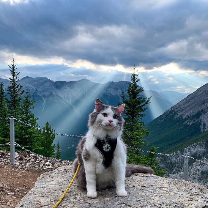 Gary The Adventure Cat